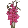 Gladioli - Растения - 