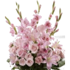 Gladioli - 植物 - 