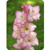 Gladioli flowers - Plants - 