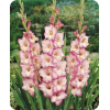 Gladioli flowers - Plantas - 