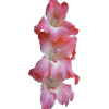 Gladioli flowers - Biljke - 