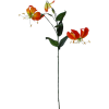Gloriosa flowers - Plantas - 