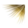 Gold feather - Uncategorized - 