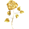 Gold Rose - Иллюстрации - 