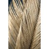 Golden feather - Mie foto - 