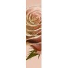 Golden rose - Background - 