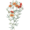 Gompholobium Flower art Sydenham Edwards - Nature - 