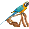 papiga - Zwierzęta - 