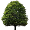 Tree - Pflanzen - 