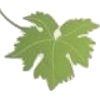 Grape leaf - Ilustracije - 