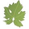 Grape leaf - Illustrazioni - 