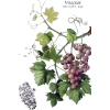 Grape leaves - Illustraciones - 