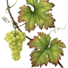 Grape leaves - Illustrazioni - 