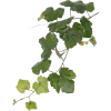 Grape leaves - Ilustracje - 