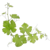 Grapes Leaves - Biljke - 