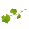 Grapes Leaves - Plantas - 
