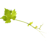 Grapes Leaves - 植物 - 