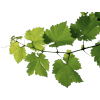 Grapes Leaves - Rastline - 