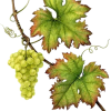 Grapes Leaves - Rastline - 