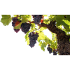 Grapes Leaves - Rastline - 