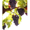 Grapes Leaves - Biljke - 