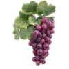 Grapes - Frutas - 