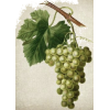 Grapes - Illustrations - 