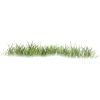 Grass - Plantas - 