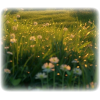 Grass - Natural - 