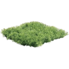 Grass - Rastline - 