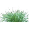 Grass - 植物 - 