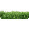 Grass - Piante - 