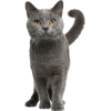 Gray Cats - Tiere - 