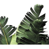 Green Leaves - Pflanzen - 