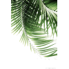 Green Leaves - Biljke - 