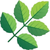 Green Leaves - Uncategorized - 