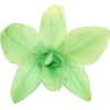 Green Orchid - Plants - 