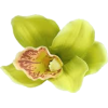 Green Orchid - Plantas - 