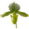 Green Orchid - Rastline - 