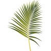 Green. Plants. Palm - Biljke - 