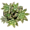 Green. Plants. Succulent. - Rastline - 
