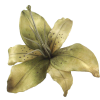 Green Tiger Lily - Plants - 