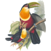 Green billed toucan John Gould 1850s - Živali - 