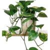 Greenery - Pflanzen - 