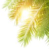 Green palm leaves border. - Uncategorized - 