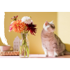 Grey cat and bouquet of dahlia - Zwierzęta - 