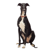 Greyhound - 動物 - 