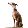 Greyhound - Animais - 