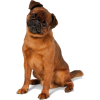 Griffon Bruxellois Belgian dog - Животные - 