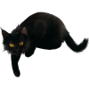 black cat - Animals - 